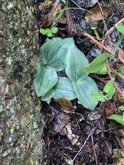 Habenaria trilobulata