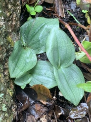 Habenaria trilobulata
