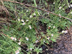 Craterostigma wilmsii