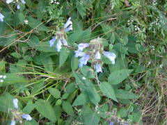 Salvia tomentosa