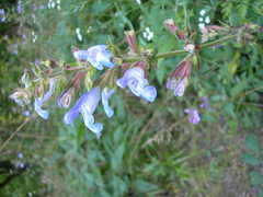 Salvia tomentosa