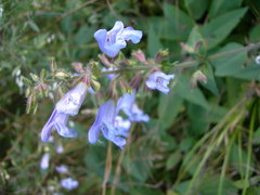 Salvia tomentosa