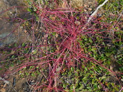 Cuscuta africana