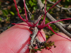 Cuscuta africana