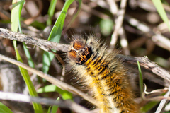 Lasiocampa trifolii