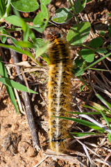 Lasiocampa trifolii
