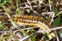 Lasiocampa trifolii