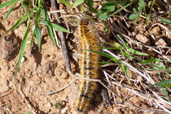 Lasiocampa trifolii