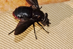 Philoliche rubramarginata
