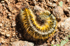 Lasiocampa trifolii