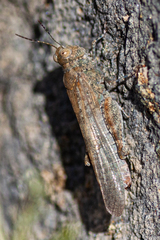 Sphingonotus
