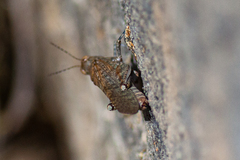 Sphingonotus