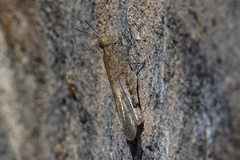 Sphingonotus