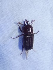 Syndesus cornutus