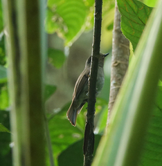 Cyornis unicolor