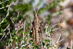 Acinipe hesperica