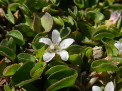 Falkia repens