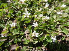 Falkia repens