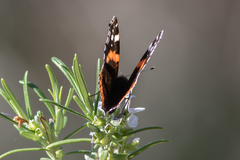 Vanessa atalanta