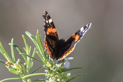 Vanessa atalanta