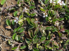 Falkia repens