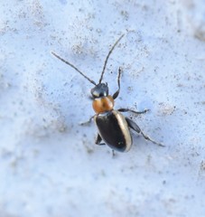 Longitarsus dorsalis
