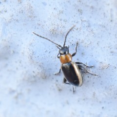 Longitarsus dorsalis