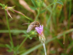 Bombylisoma