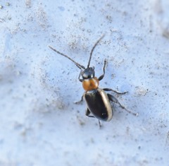 Longitarsus dorsalis
