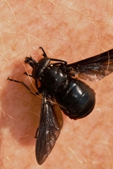 Philoliche rubramarginata
