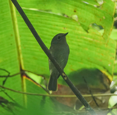 Niltava macgrigoriae