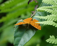 Chersonesia intermedia rahrioides