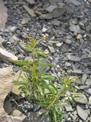 Cleome circassica