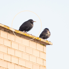 Sturnus unicolor