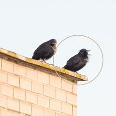 Sturnus unicolor