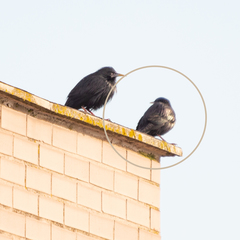 Sturnus unicolor