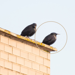 Sturnus unicolor