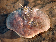 Metacarcinus novaezelandiae