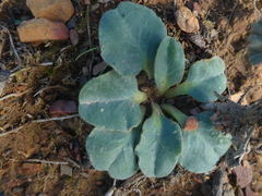 Euphorbia ecklonii