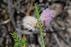 Melaleuca gibbosa