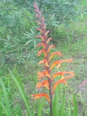 Chasmanthe floribunda