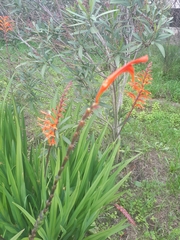 Chasmanthe floribunda