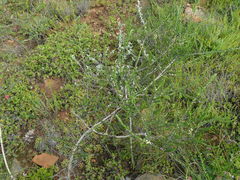 Aspalathus hispida hispida