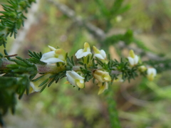 Aspalathus hispida hispida
