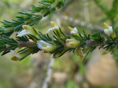 Aspalathus hispida hispida