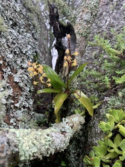 Polystachya mauritiana