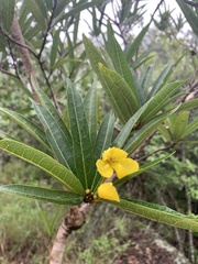 Acridocarpus natalitius