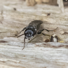 Passaloecus