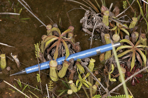 Nepenthes parvula
