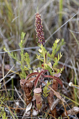 Nepenthes parvula
